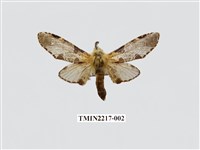 藏品(臺灣枝背舟蛾)的圖片